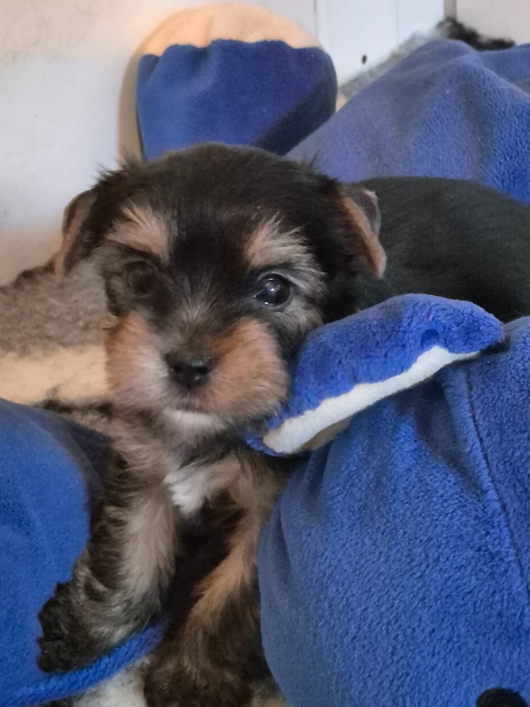 Mâle collier marron