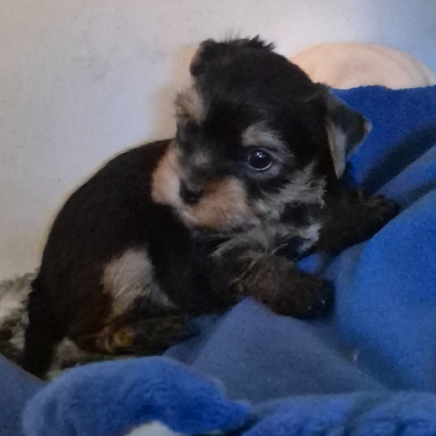 Mâle collier marron