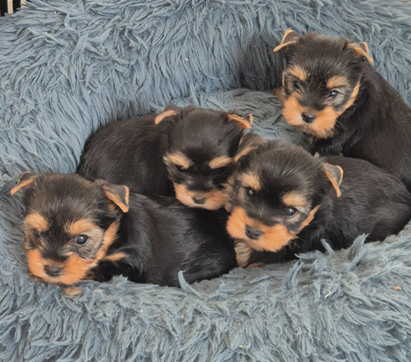 Yorkshire Terrier - de la Générade