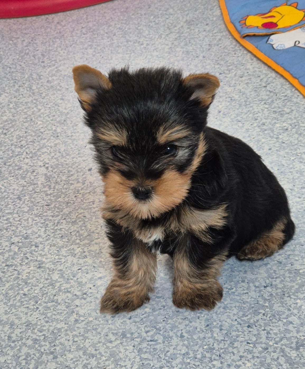 CHIOT mâle collier bleu