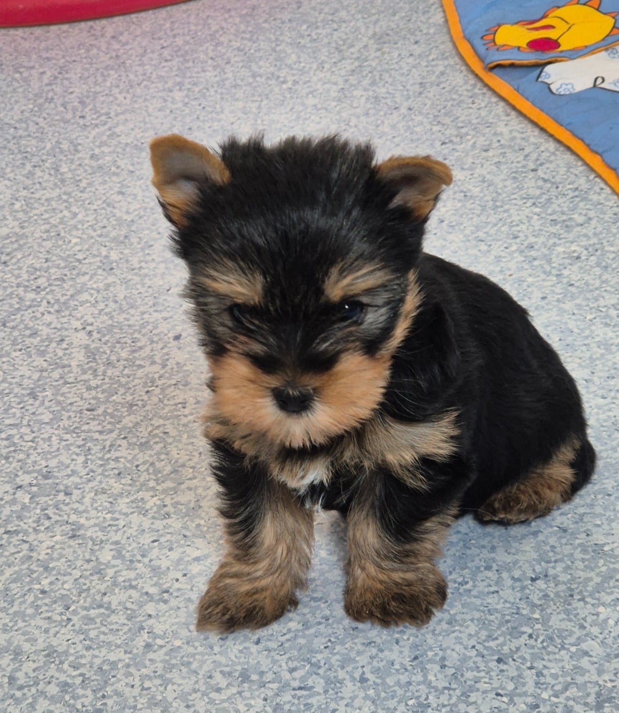 CHIOT mâle collier bleu