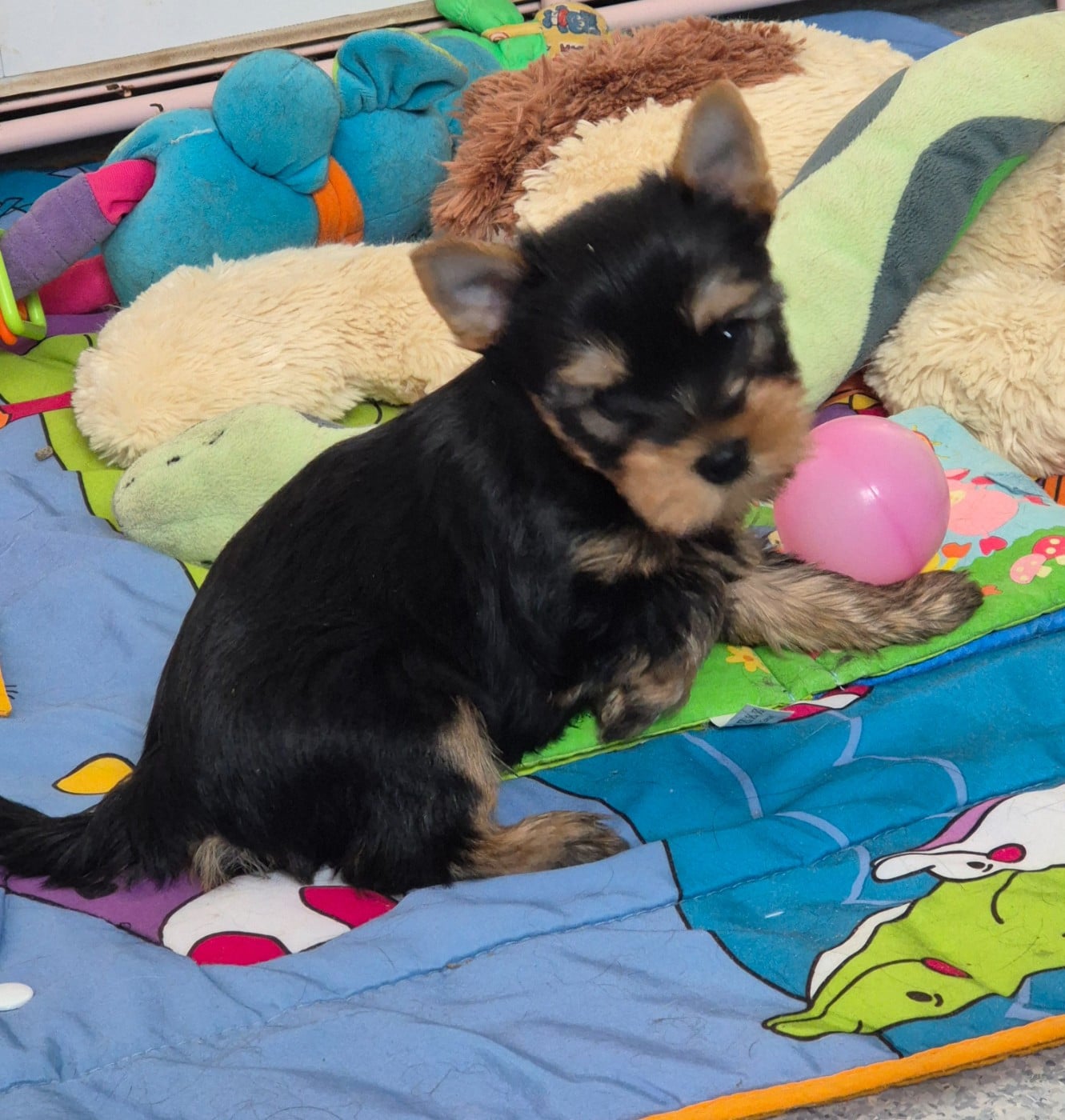 CHIOT mâle collier jaune