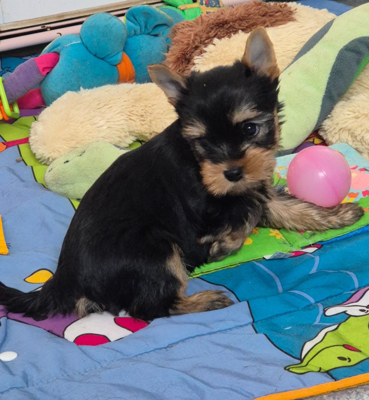 CHIOT mâle collier jaune