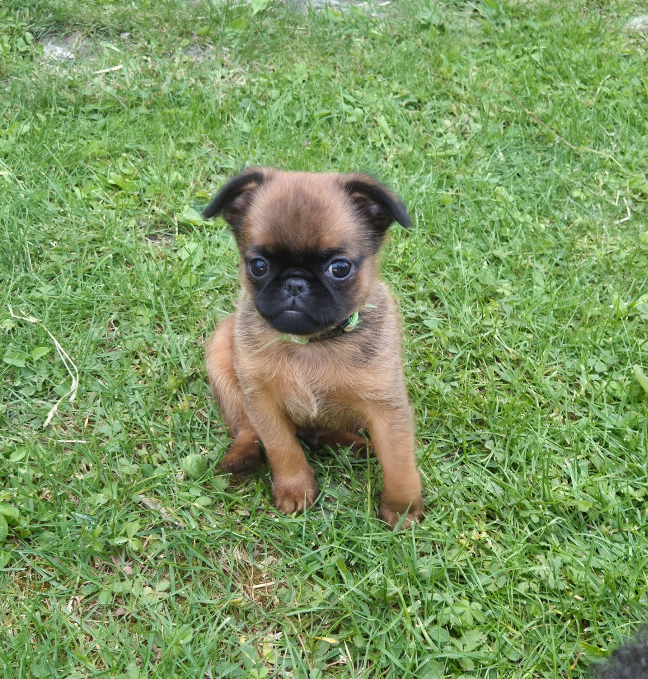 chiot mâle