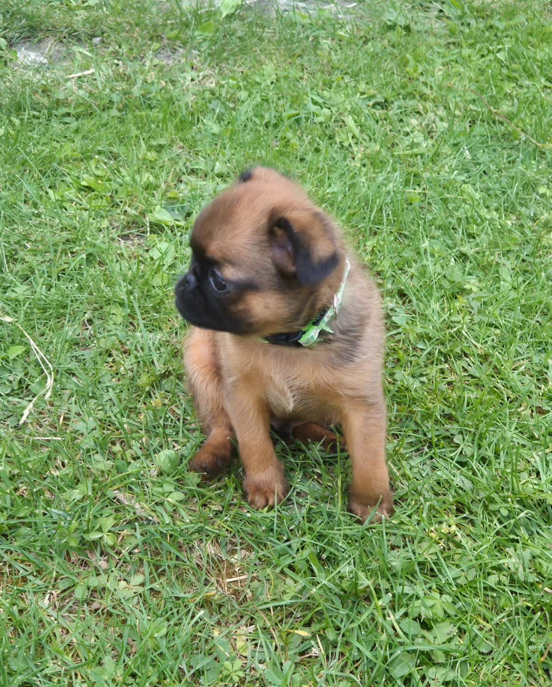 chiot mâle