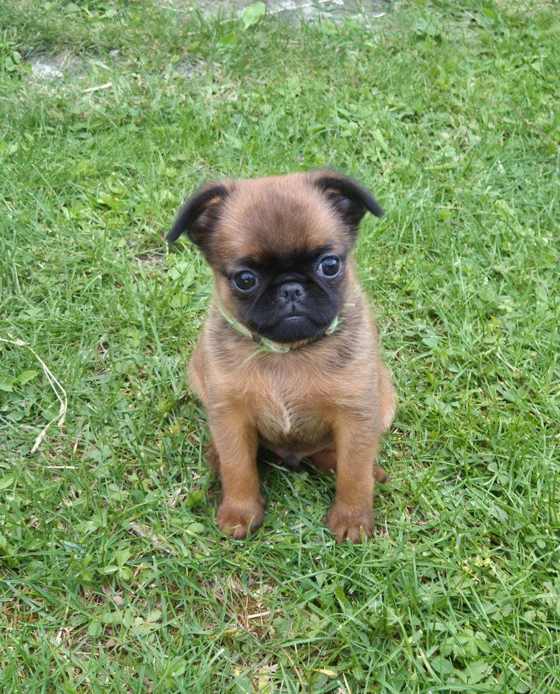 chiot mâle