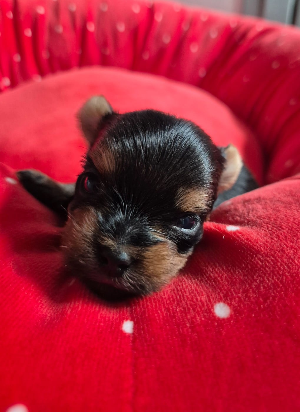 Chiot N°2