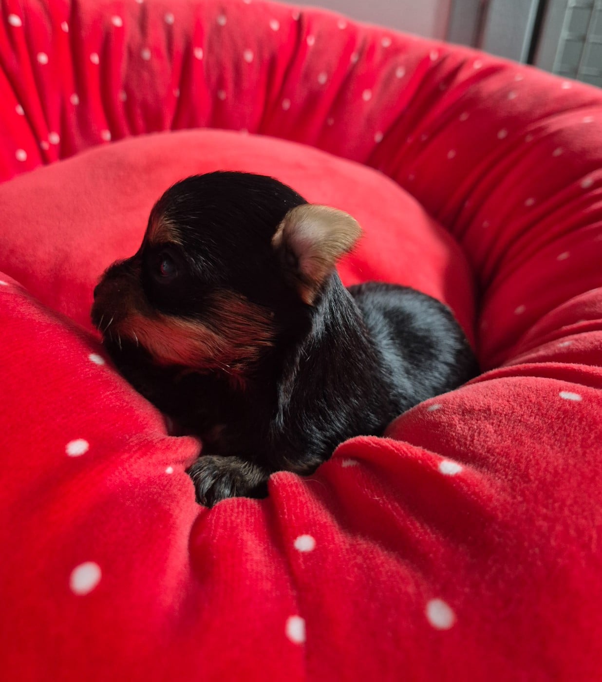 Chiot N°2