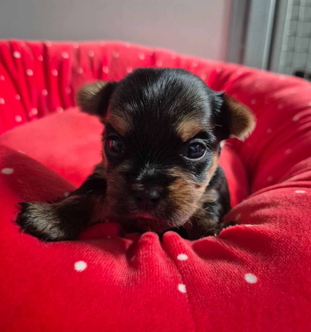 Chiot N°3