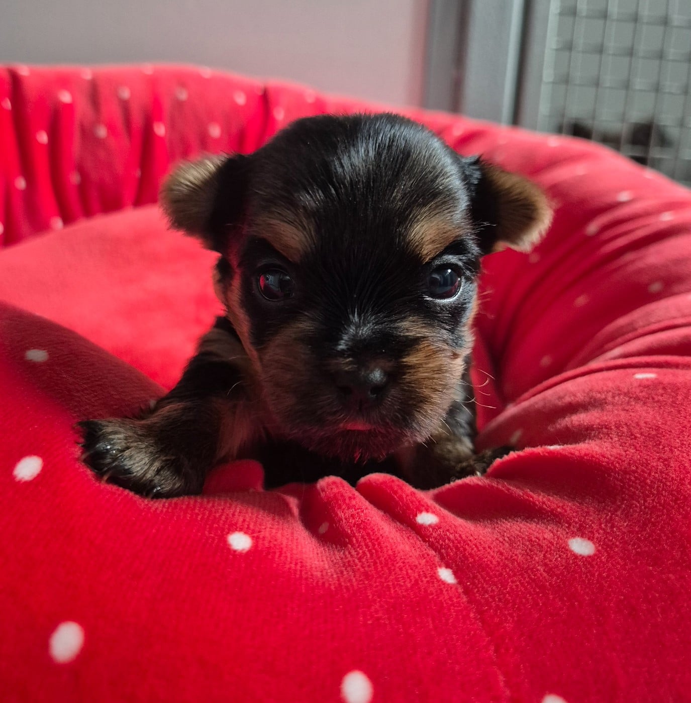 Chiot N°3