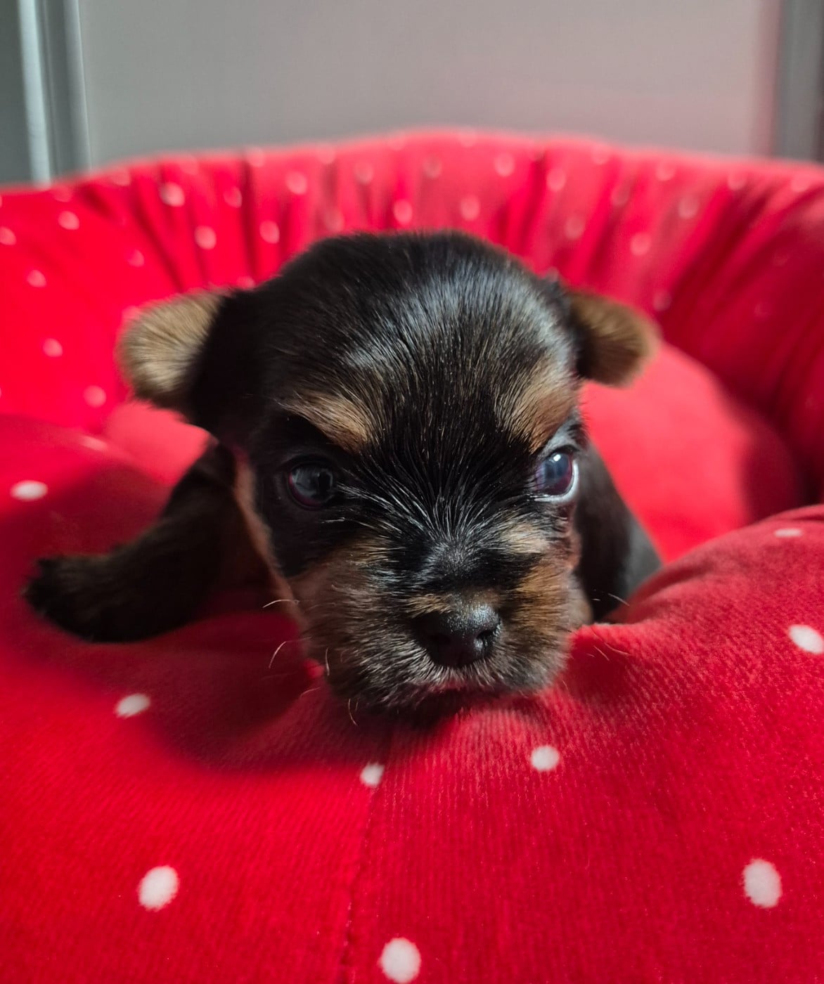 Chiot N°3