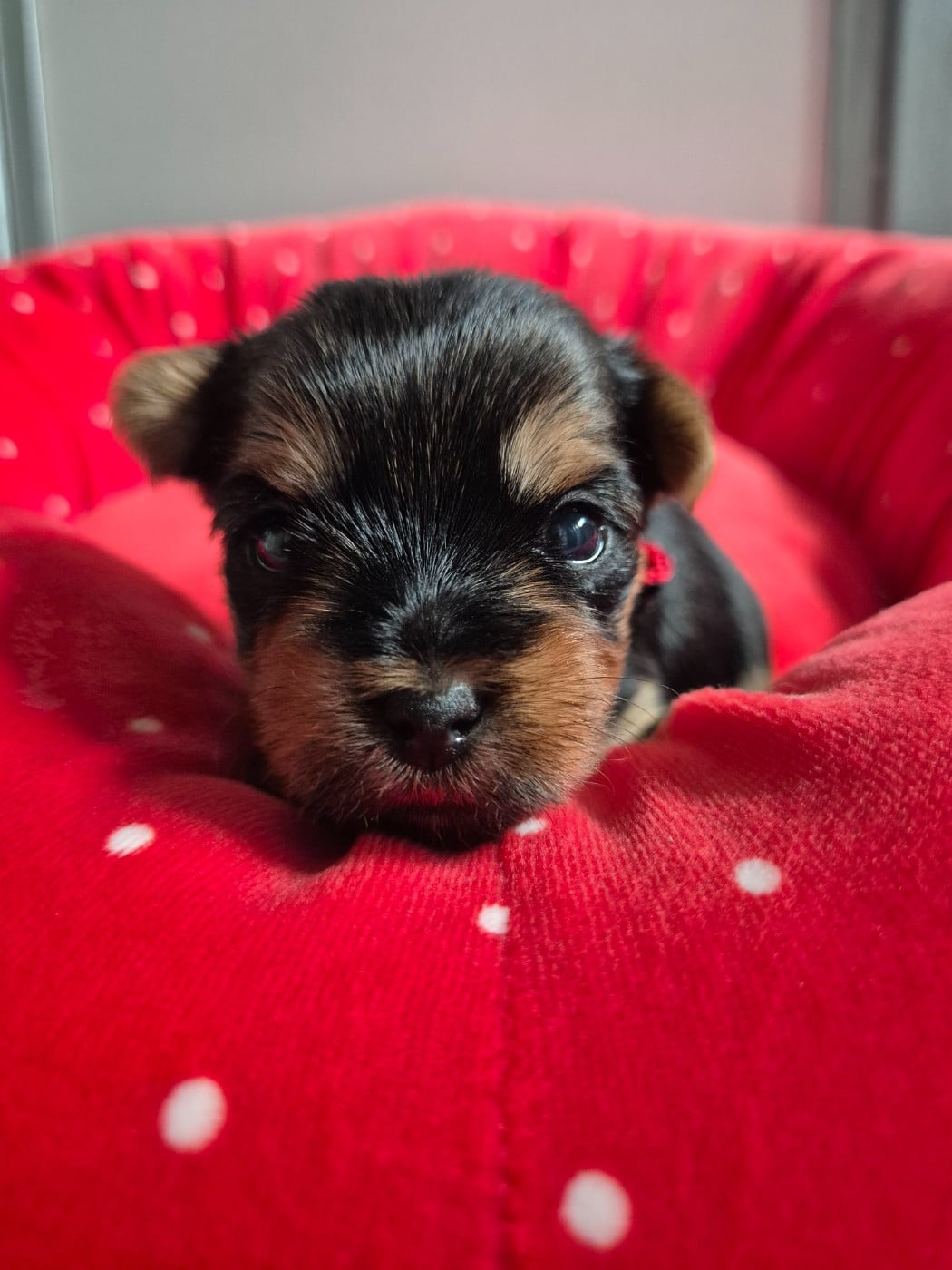 Chiot N°4