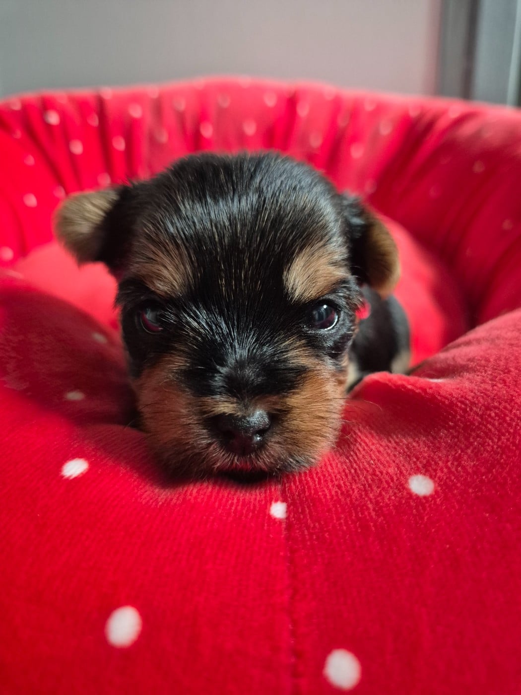 Chiot N°4