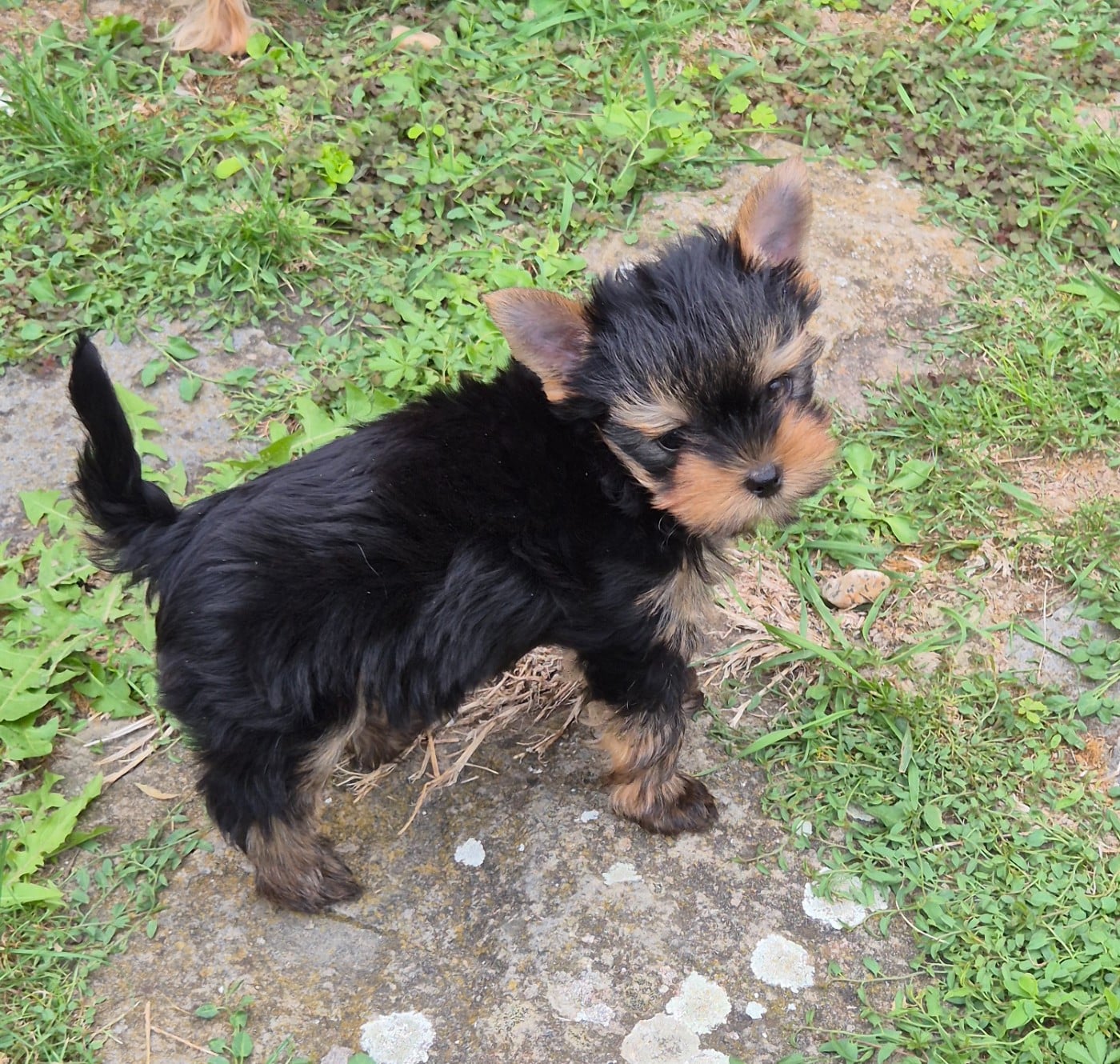 Chiot N°2