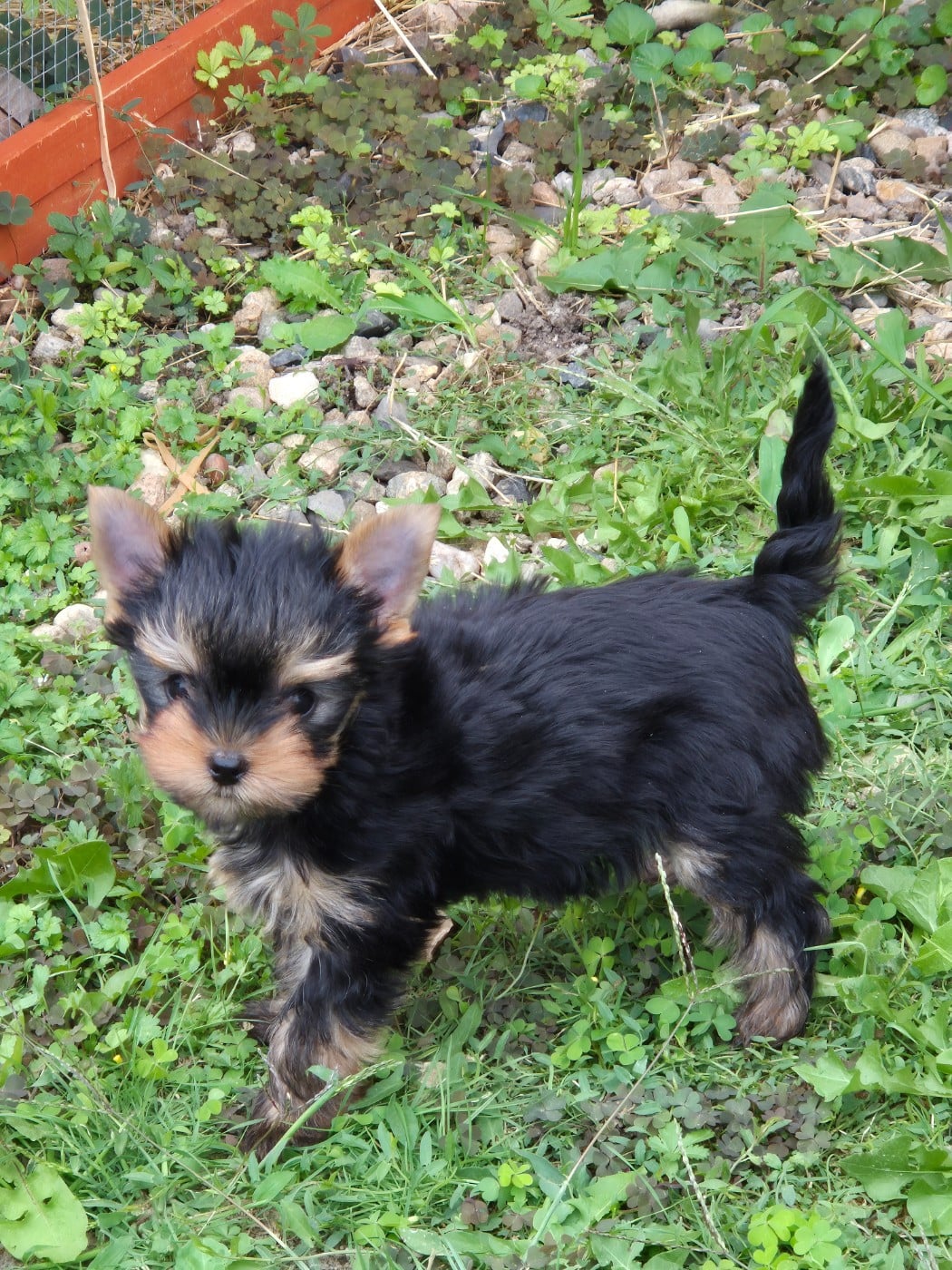Chiot N°2