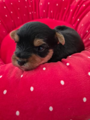 Les chiots de Yorkshire Terrier