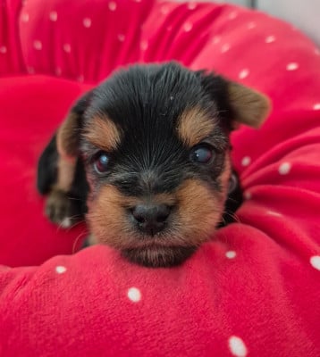 Les chiots de Yorkshire Terrier