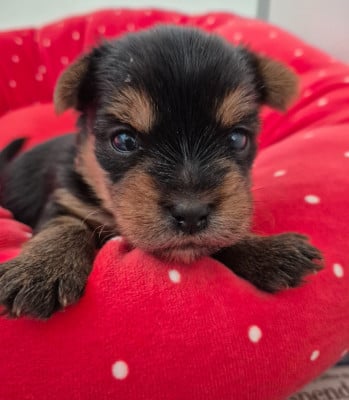 Les chiots de Yorkshire Terrier
