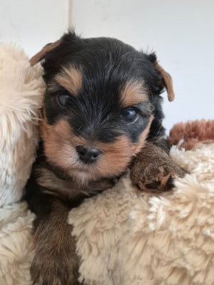 Les chiots de Yorkshire Terrier