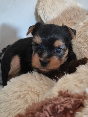 Les chiots de Yorkshire Terrier