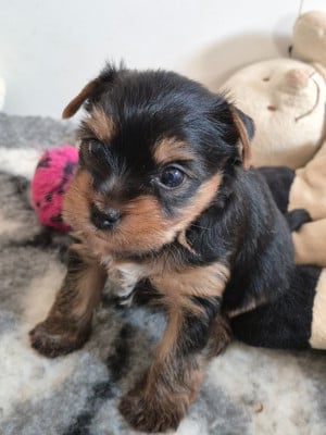 Les chiots de Yorkshire Terrier
