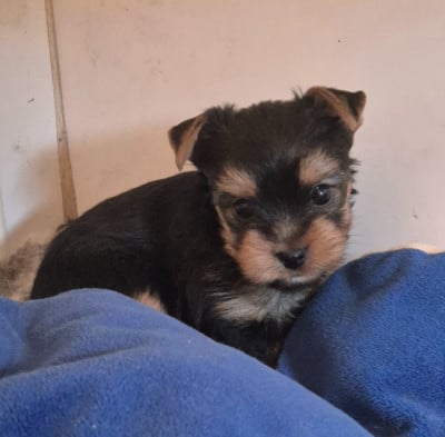Les chiots de Yorkshire Terrier