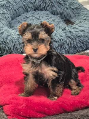 Les chiots de Yorkshire Terrier