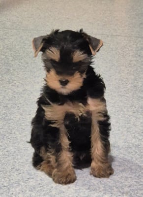 Les chiots de Yorkshire Terrier