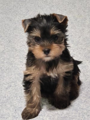 Les chiots de Yorkshire Terrier