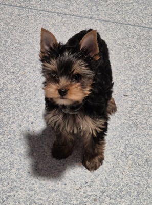 Les chiots de Yorkshire Terrier