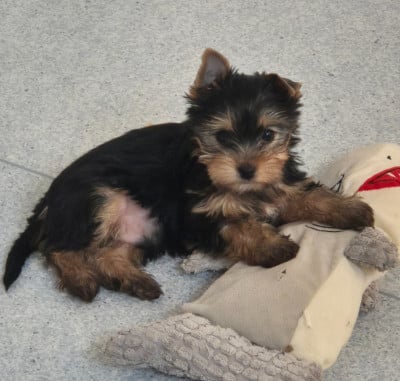 Les chiots de Yorkshire Terrier