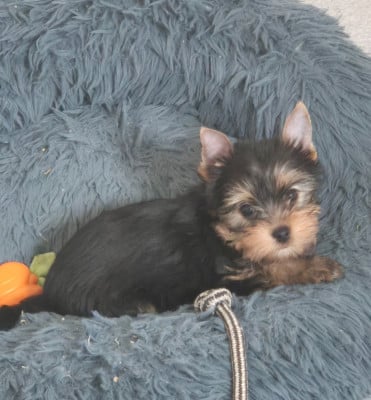 Les chiots de Yorkshire Terrier
