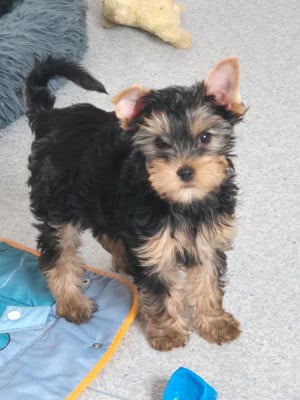 Les chiots de Yorkshire Terrier