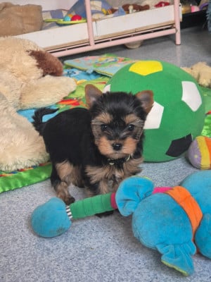 Les chiots de Yorkshire Terrier