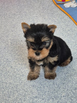 Les chiots de Yorkshire Terrier