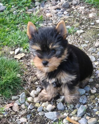 Les chiots de Yorkshire Terrier