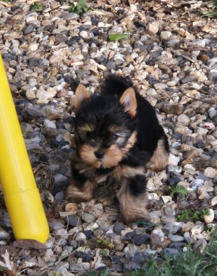 Les chiots de Yorkshire Terrier