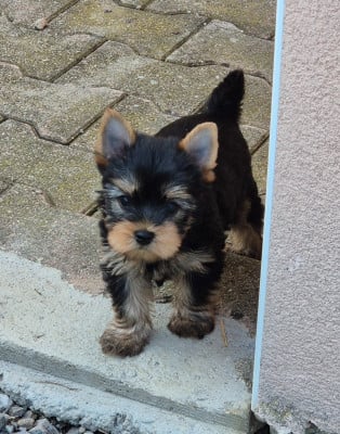 Les chiots de Yorkshire Terrier