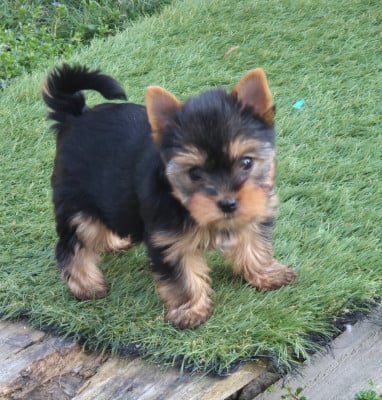 Les chiots de Yorkshire Terrier