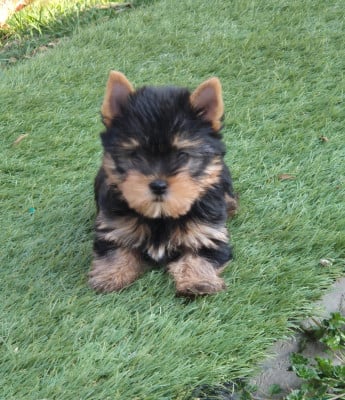 Les chiots de Yorkshire Terrier