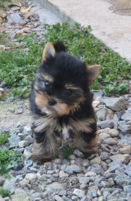 Les chiots de Yorkshire Terrier