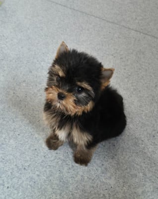 Les chiots de Yorkshire Terrier