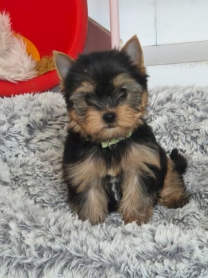 Les chiots de Yorkshire Terrier