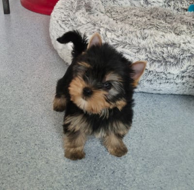 Les chiots de Yorkshire Terrier