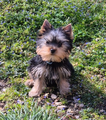 Les chiots de Yorkshire Terrier