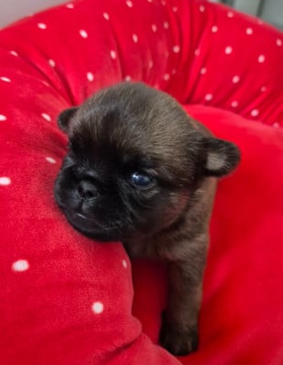 Les chiots de Petit Brabançon