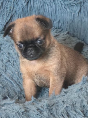 Les chiots de Petit Brabançon