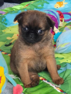 Les chiots de Petit Brabançon