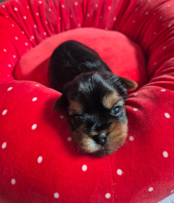 Les chiots de Yorkshire Terrier