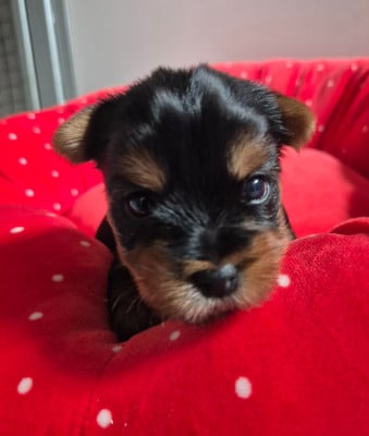 Les chiots de Yorkshire Terrier